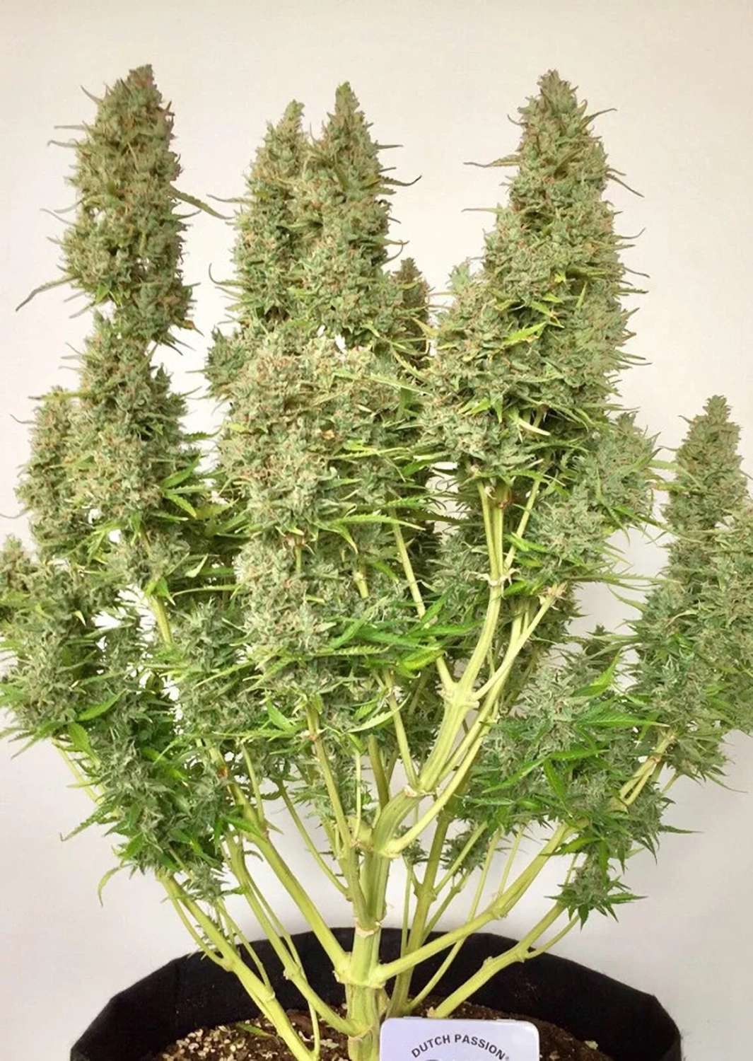 Dutch Passion Cannabiszaden Auto Ultimate® Autoflowering