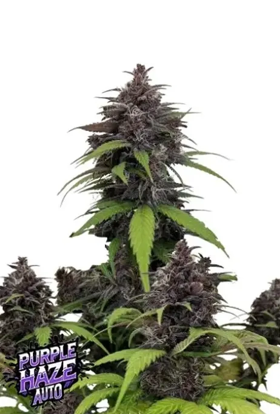 Fast Buds Cannabis Seeds Purple Haze Auto 5 ks