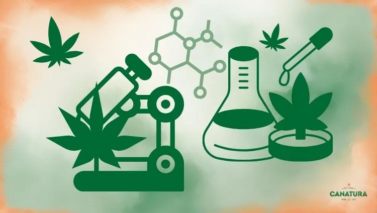 Illustration of HHCH production – laboratory processing of cannabinoids, microscope and chemical structure, Canatura logo at bottom right