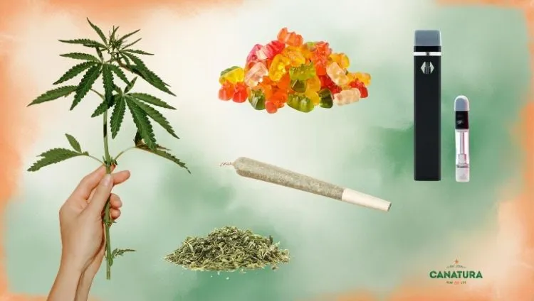 HHC products: a hand holding a cannabis plant, trimmings, a joint, an HHC vape pen and HHC gummies; the Canatura logo is shown bottom right