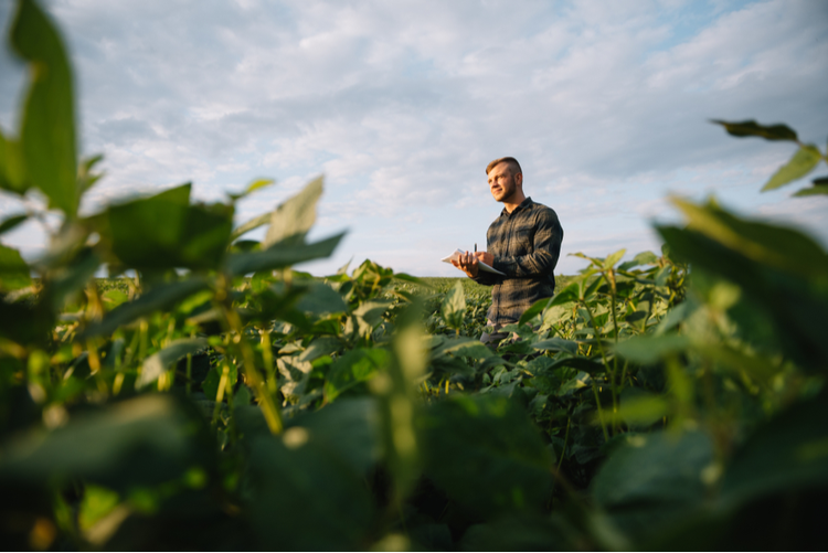 Researcher in a hemp field