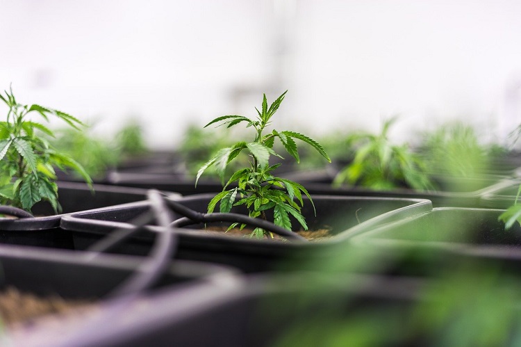 Le THCH se trouve dans la plante de cannabis