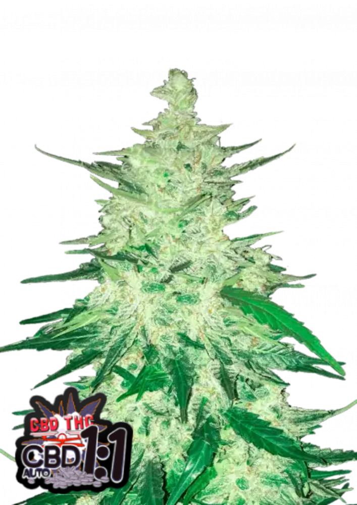 Fast Buds Cannabis Seeds CBD Crack Auto 3 ks