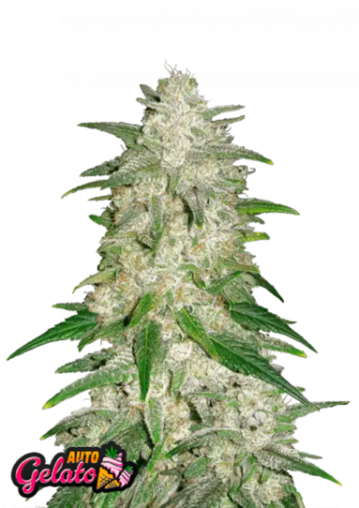 Fast Buds Cannabis Seeds Gelato Auto 1 ks