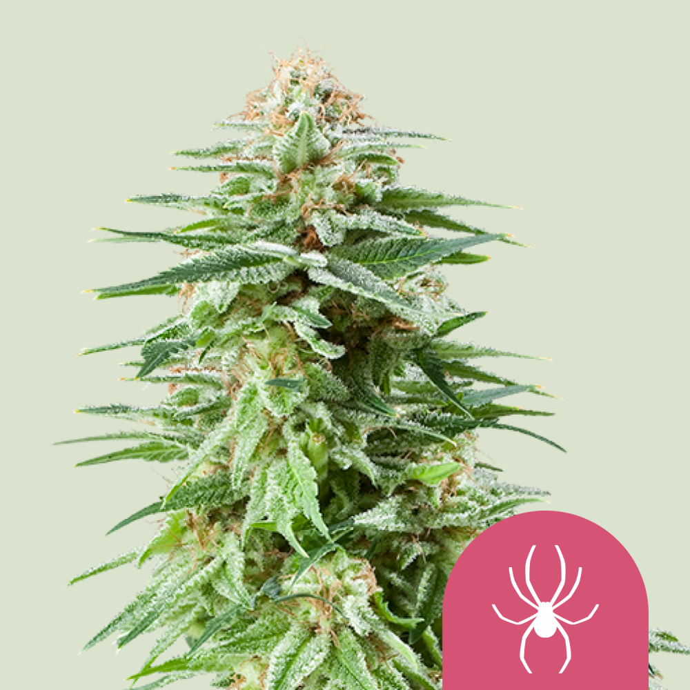 Royal Queen Seeds Cannabis Seeds White Widow Feminized 1 ks