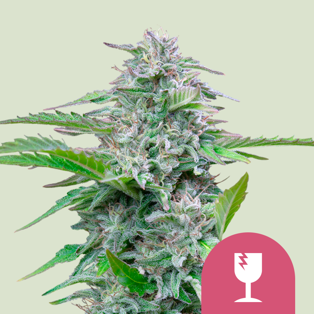 Royal Queen Seeds Cannabis Seeds Critical Feminized 1 ks