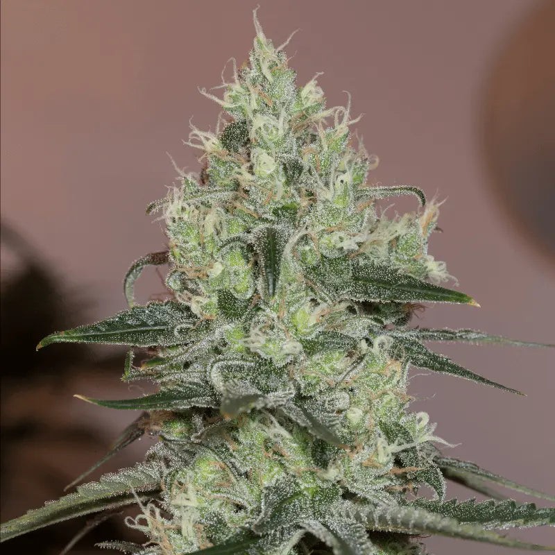 Silent Seeds Classic Cannabis Seeds Original Amnesia Feminized 3 ks