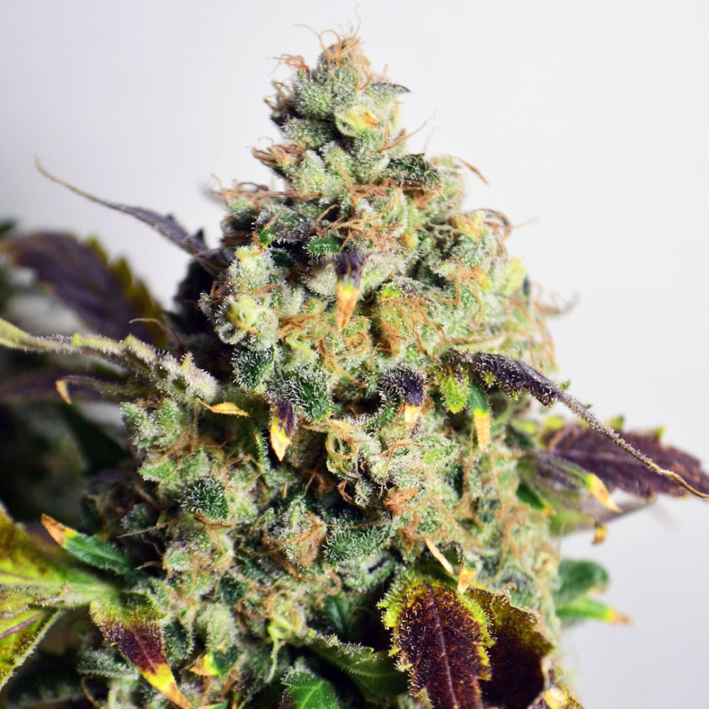 Doctor´s Choice Seeds DC Kush Photo Feminized 1 ks
