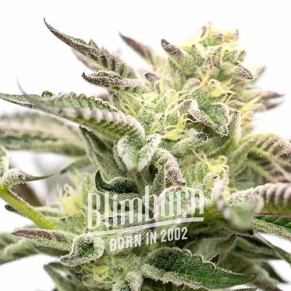 Blimburn Seeds Feminizované semená kanabisu Gorilla Sherbet 3 ks
