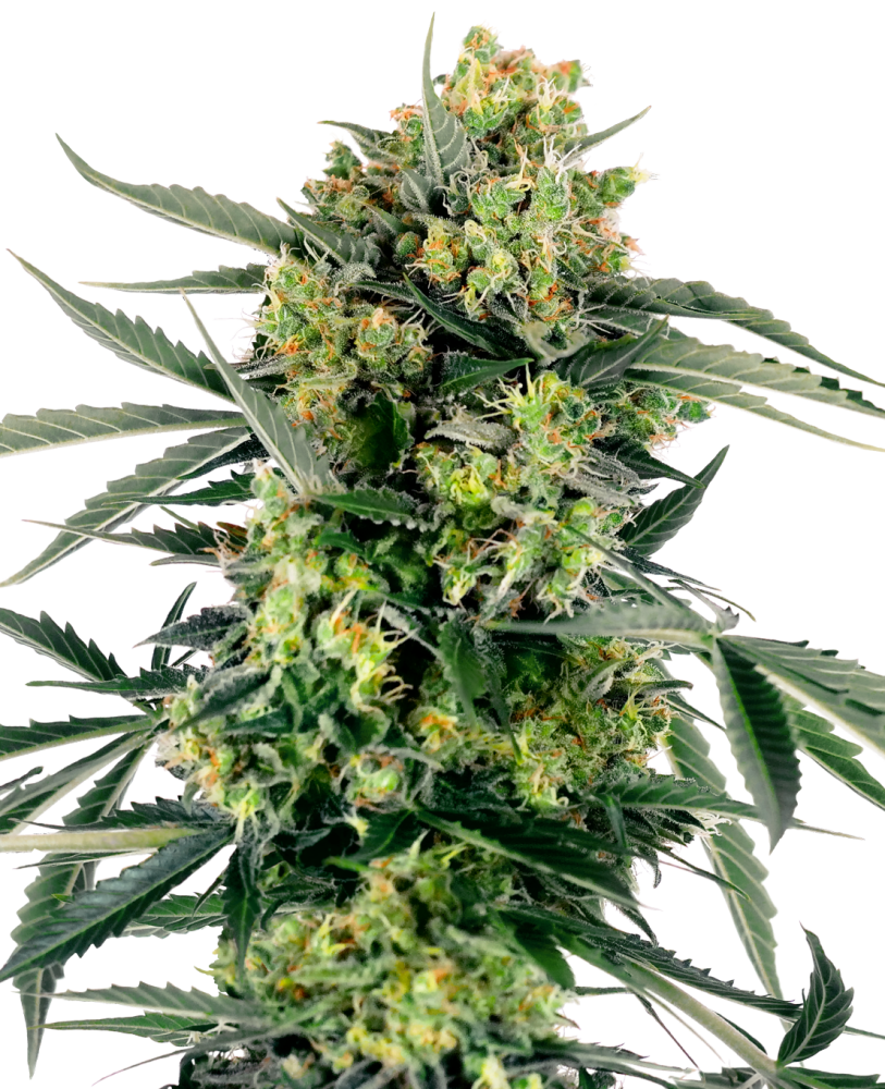 Sensi Seeds Semená kanabisu Blueberry Zkittlez Automatic Feminized, 3-10 ks 3 ks
