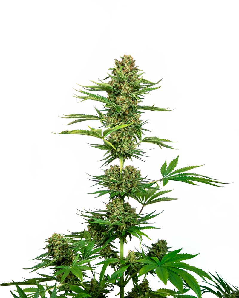 Sensi Seeds Cannabiszaden Satin Black Domina CBD® Gefeminiseerd, 3-10 stuks