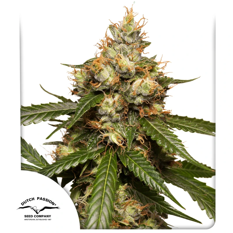 Dutch Passion Cannabiszaden Auto THC-Victory® Autoflowering