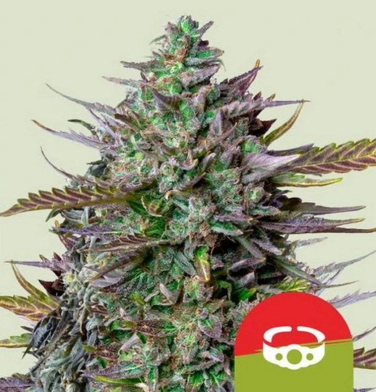 Royal Queen Seeds Semená kanabisu GOAT'lato Auto 1 ks