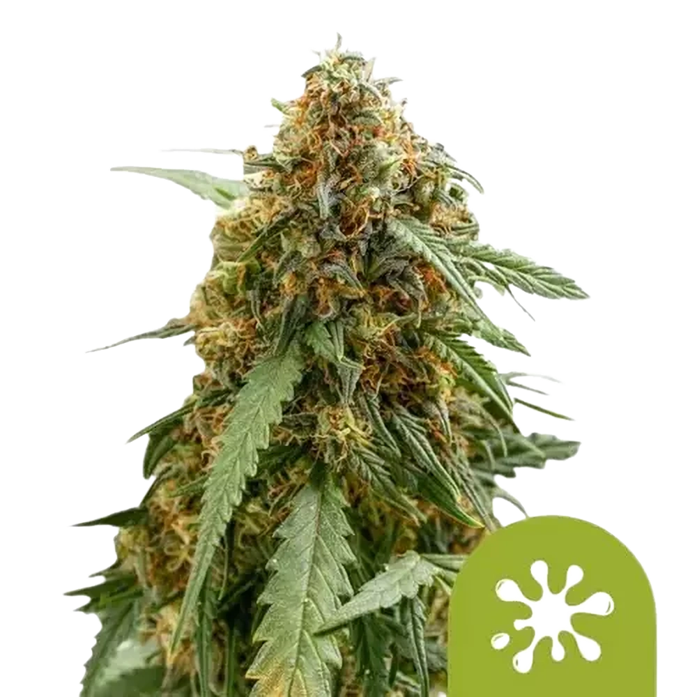 Royal Queen Seeds Semienka kanabisu Sticky Queen Auto 1 ks