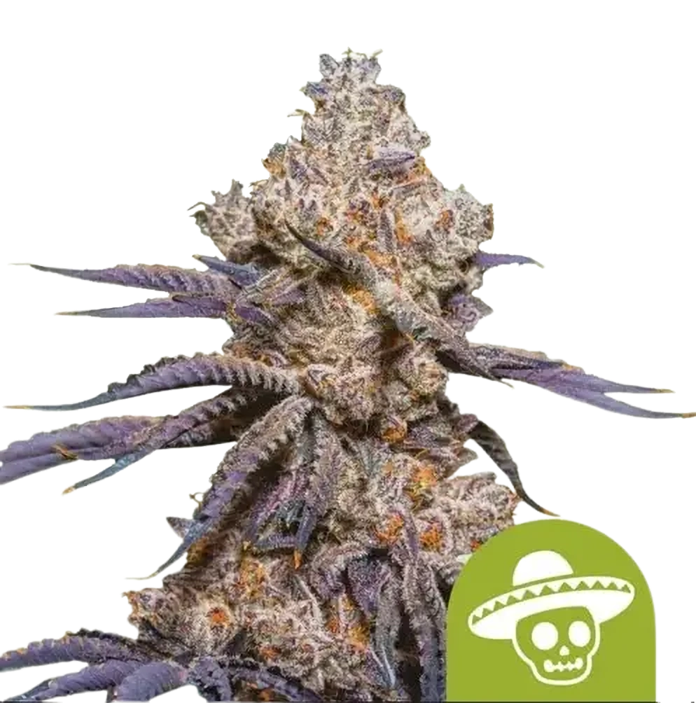 Royal Queen Seeds Semienka kanabisu Mexican Rush Auto 1 ks
