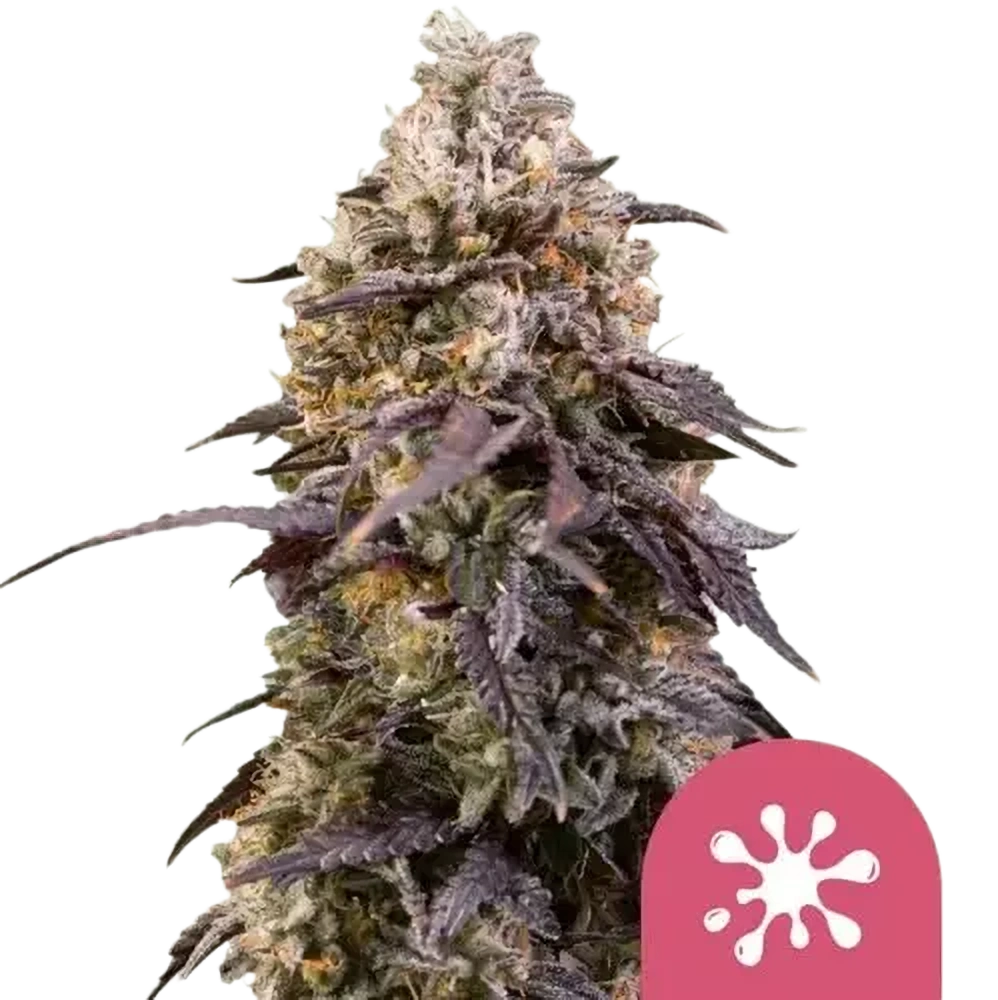 Royal Queen Seeds Feminizované semienka kanabisu Sticky Queen 1 ks
