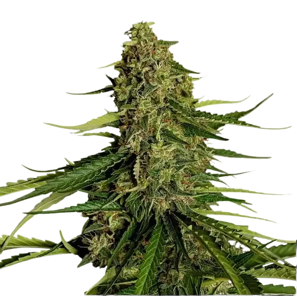 Royal Queen Seeds Semienka kanabisu Gaia F1 Auto 3 ks