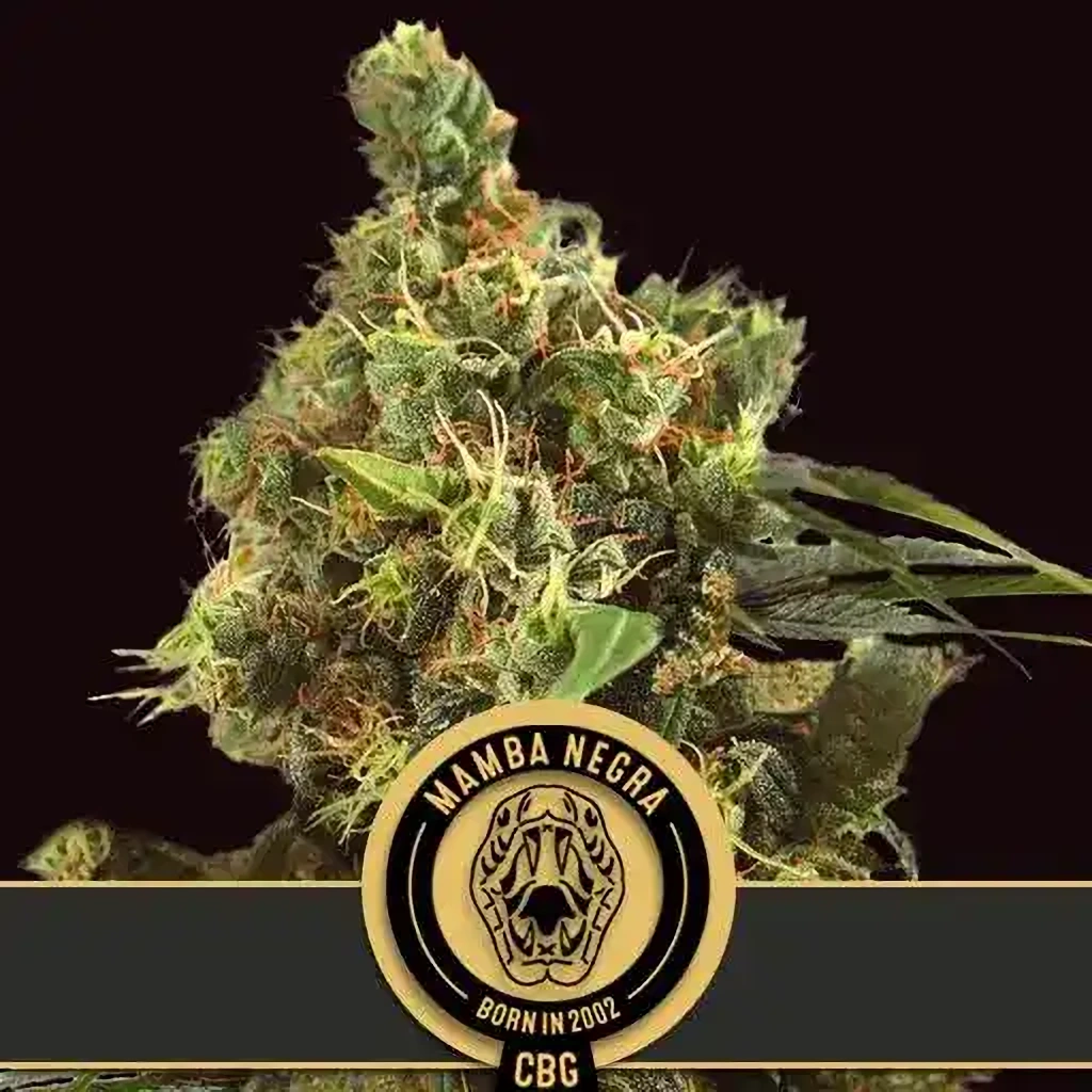 Blimburn Seeds Semená kanabisu Mamba Negra CBG 6 ks