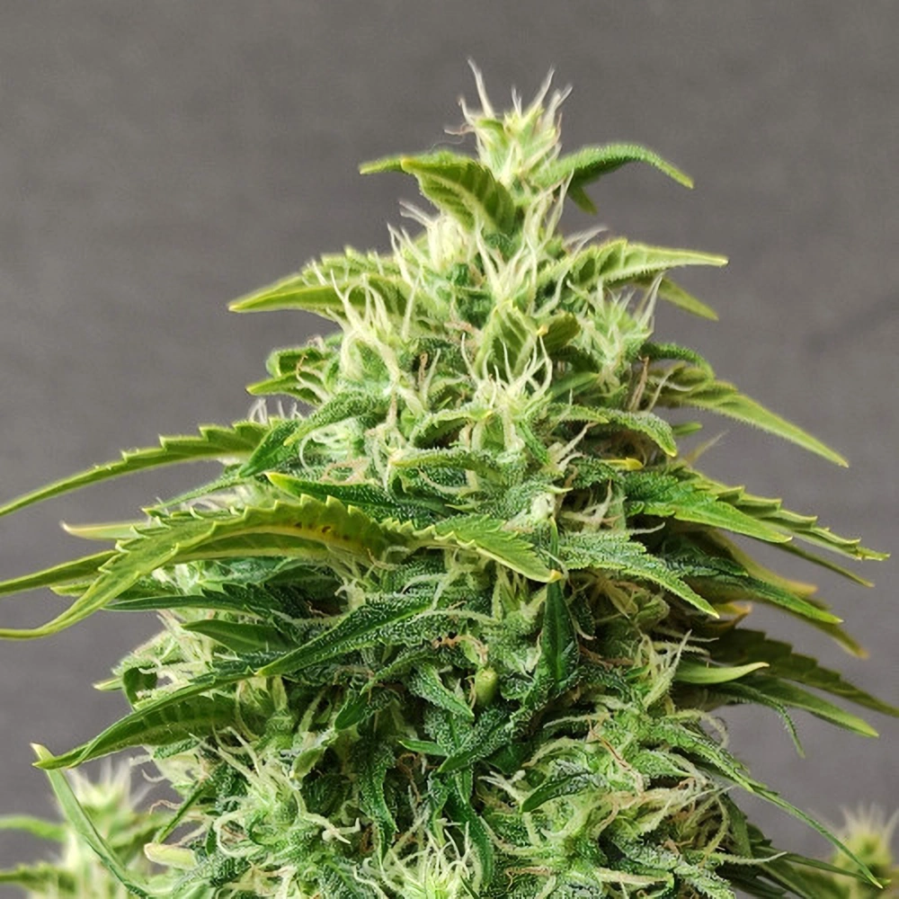 Doctor's Choice Seeds Chronic Ryder BX Auto Feminized 10 ks