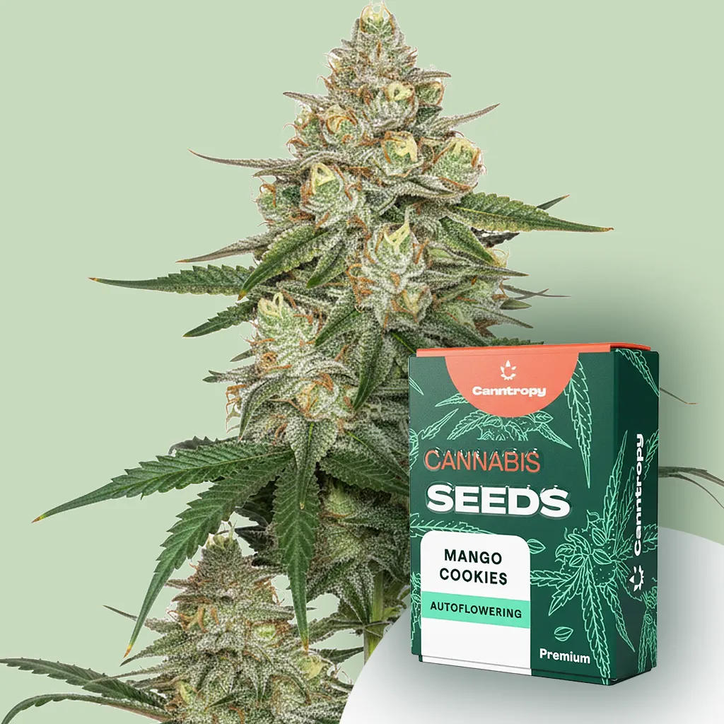 Canntropy Seeds Mango Cookies (feminizované) 3 ks