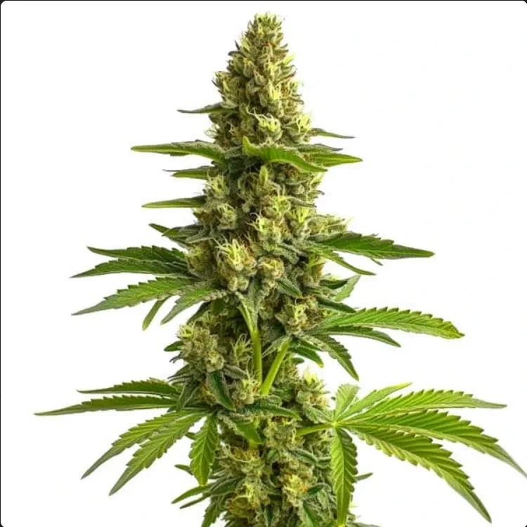 Blimburn Seeds Sjemenke konoplje Bruce Banner Feminized 3