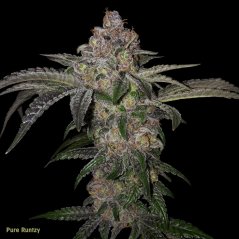 T.H.Seeds™ Cannabis Seeds Pure Runtzy, various pack, feminized