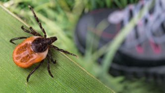 Lyme disease is a tough nut to crack. What about CBD?