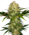 Sensi Seeds Cannabis Seeds Afghani #1 Regular, 10 pcs