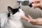 How many CBD drops to give a cat suffering from epilepsy?