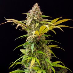 Doctor´s Choice Seeds Lowryder feminized (IBL) Auto Feminized