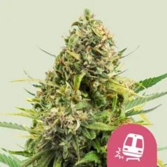 Royal Queen Seeds Cannabis Seeds Trainwreck Feminized