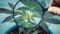 What to do if CBD doesn't work for you