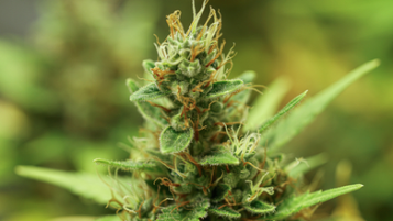 Wie man ausgetrockneten Cannabisblüten wieder Feuchtigkeit zuführt Wie man ausgetrockneten Cannabisblüten wieder Feuchtigkeit zuführt