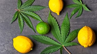 Hanf und Schlaf: Wie verschiedene Terpene zu einer guten Nachtruhe beitragen