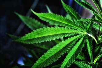 informacije o CBD vs. THC