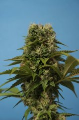 T.H.Seeds™ Hanfsamen Wreckage, diverse Packungen, regulär