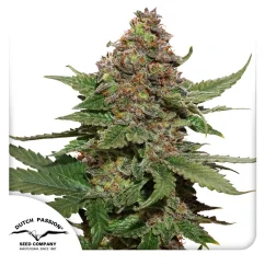 Dutch Passion Cannabis Seeds Strawberry Cough® Feminized