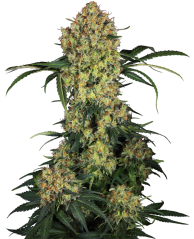 Sensi Seeds Cannabis Seeds Aloha OG Feminized, 3-10 pcs