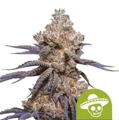 Royal Queen Seeds კანაფის თესლი Mexican Rush Auto