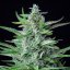 Royal Queen Seeds Cannabis Seeds Special Kush #1 Feminized
