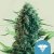 Royal Queen Seeds Cannabis Seeds Royal Medic Feminized (High CBD)