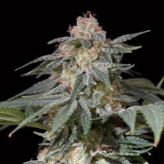 Silent Seeds Graines de cannabis Lemon Tree Fast par Lemon Tree féminisée