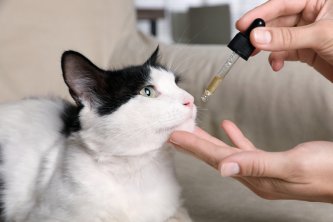 Koliko kapljic CBD dati mački, ki trpi za epilepsijo?