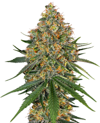 Sensi Seeds Cannabis Seeds White Cheese Feminized by White Label, 3-10 pcs