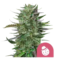 Royal Queen Seeds კანაფის თესლი Do-si-dos ფემინიზებული