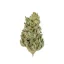 Royal Queen Seeds Cannabis Seeds Amnesia Haze Feminized