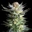 Royal Queen Seeds Cannabis Seeds Fruit Spirit Feminized