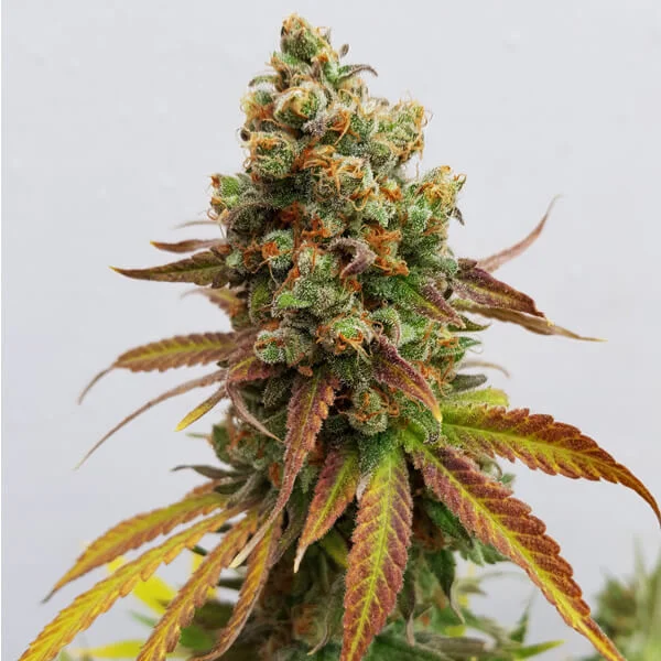 Royal Queen Seeds Cannabis Seeds Special Queen #1 Feminized