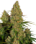 Sensi Seeds Żerriegħa tal-Kannabis Sticky Orange XXL Awtomatika Femminizzata, 3-10 pcs