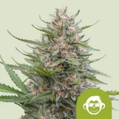 Royal Queen Seeds Semillas de cannabis Grape Ape Auto